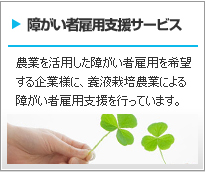 障がい者雇用支援サービス 自社農園で障がい者雇用を希望する企業様に、養液栽培農業による障がい者雇用支援を行っています。